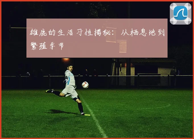 雄鹿的生活习性揭秘:从栖息地到繁殖季节